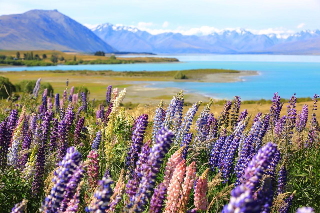 Galaxy Boutique Hotel Lake Tekapo Ngoại thất bức ảnh Lupine flowers at Lake Tekapo